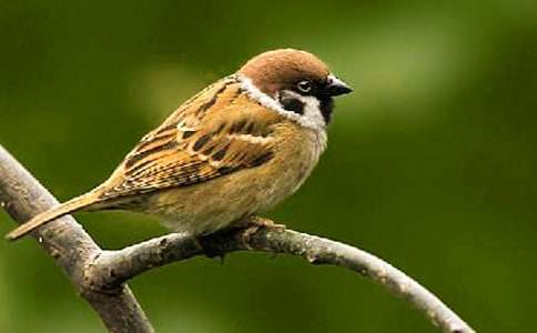 ����ȸ���Č�(xi��)����