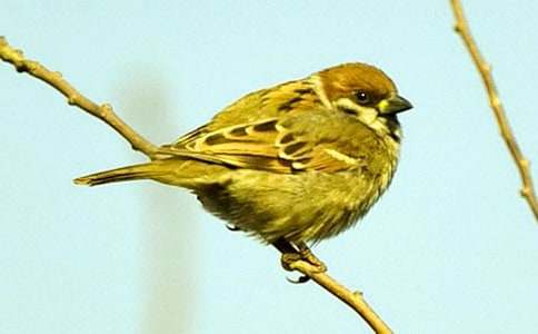 ��ȸ�Č�����