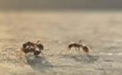 Λρ�^�ӿ��D��Ԓ����39ƪ