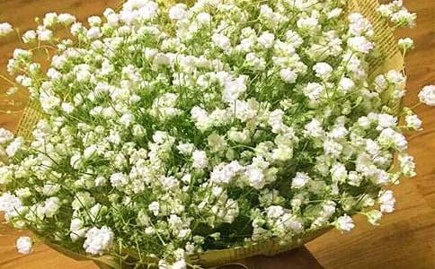 滿天星的作文(精選10篇)