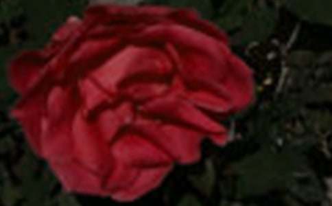 һ��õ�廨���x����