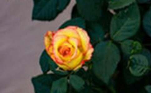 �Ͳ�����õ�廨550������