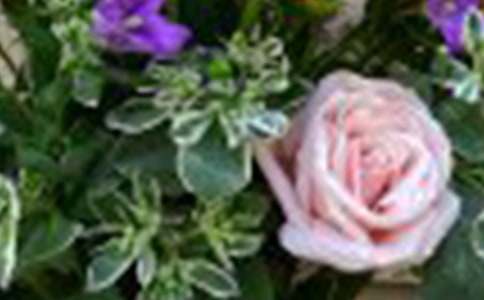 ��õ�廨������5ƪ