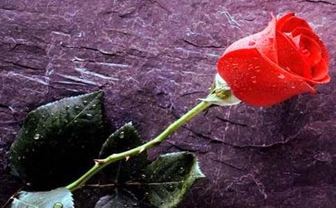 һ��õ�廨���ģ����x21ƪ��