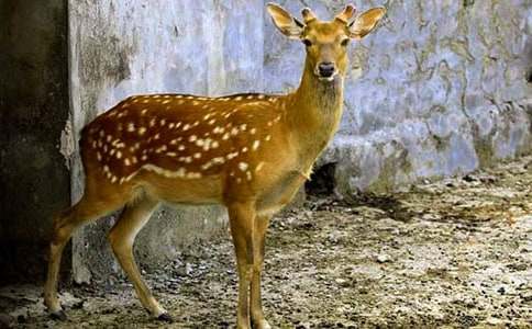 ������÷��¹ͯԒ����700��