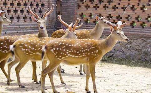 ��һ��ι÷��¹��(y��u)������