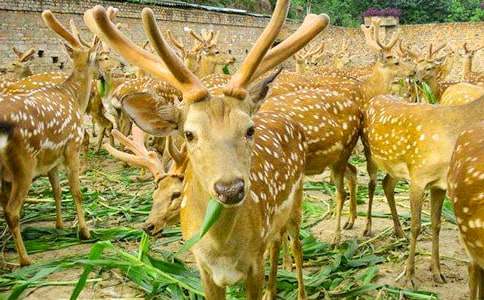 ÷��¹�c��l(f��)Ů������3ƪ