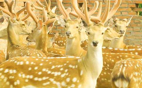 ÷��¹�Ĺ���600������