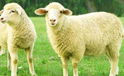 飛上天空的綿羊童話故事(精選10個(gè))