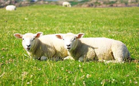 Ԣ�Թ��¡���˹�;d�򡷣�ͨ��10�t��