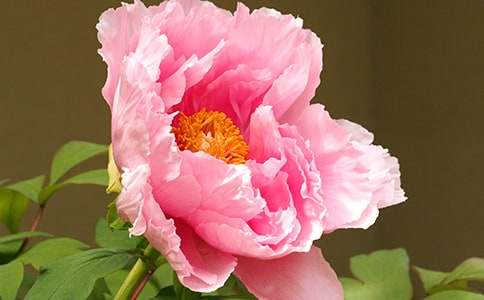 我愛洛陽牡丹作文400字(精選3篇)