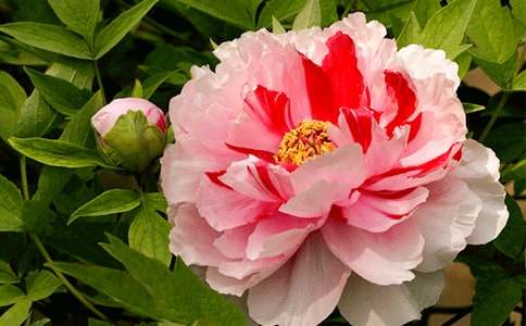 ���ĵ��������