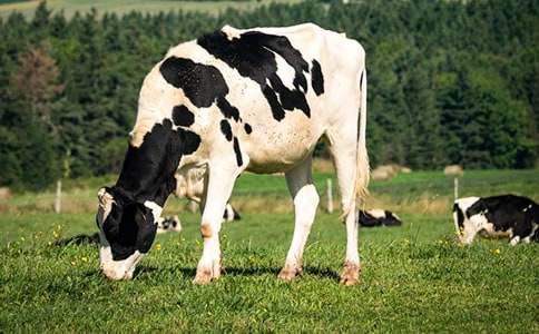 奶牛作文600字4篇