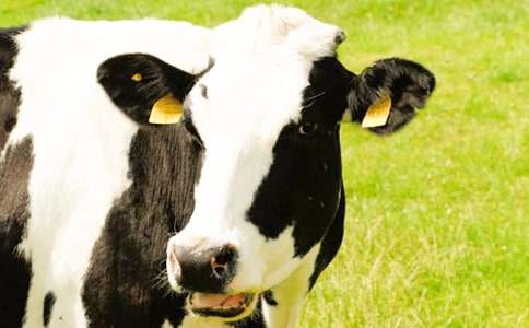 ��ţ����600��6ƪ