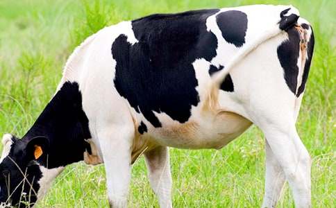 ��ţ����300��6ƪ