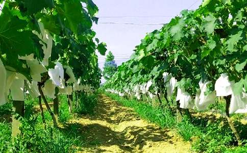 �����M����@�������r(n��ng)�Ҙ�����