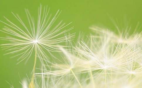 �ѹ�Ӣ�ķN������