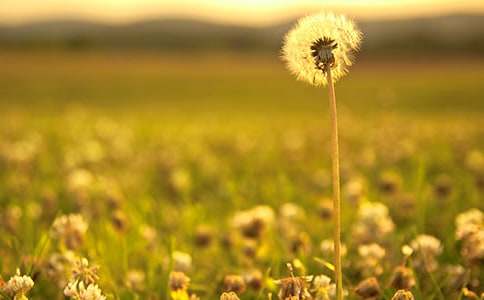 ӛ�����ѹ�Ӣ����