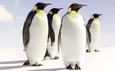 ���R�_(d��)��˹�ӵ����Z���^���500��