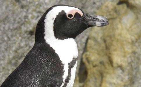 我的玩偶小企鵝作文400字(精選22篇)