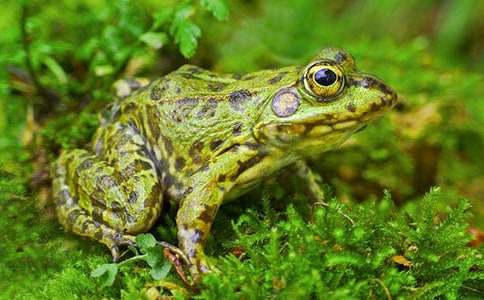 ͯԒ���ģ���������