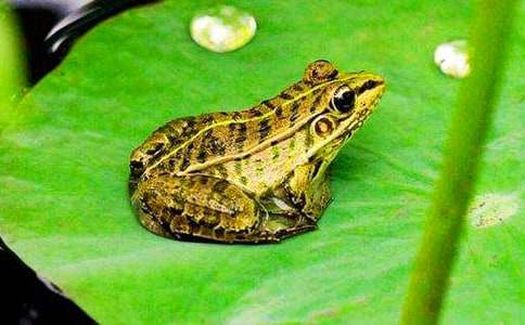 �������ӵĹ���