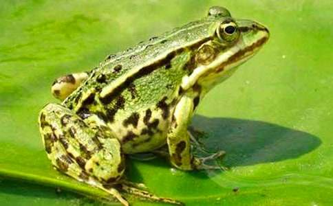 ���ܺ�Λρ?zh��n)��ģ����?ƪ��