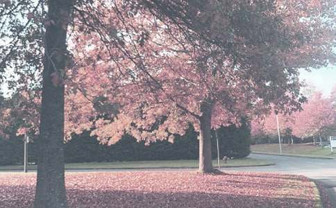 震雷山秋季作文750字(精選5篇)