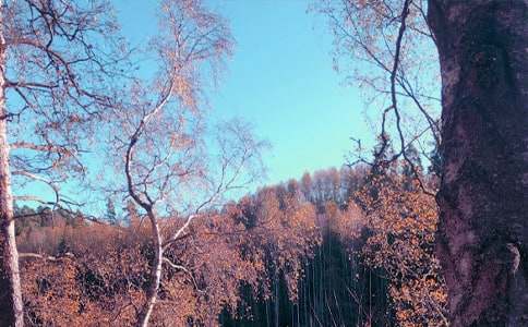 ���յ�˼�Z����