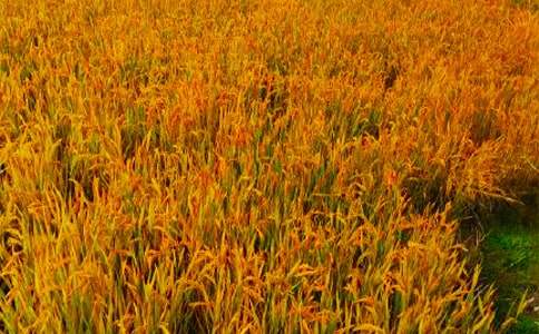 關(guān)于秋收作文600字(通用51篇)