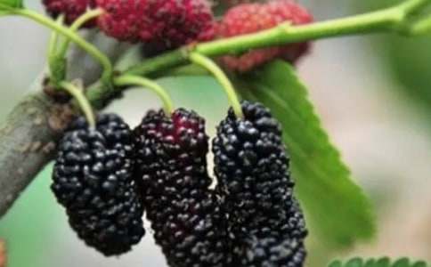 采桑果的作文600字