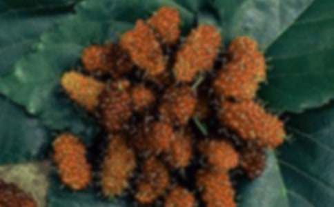 采桑果600字作文