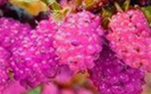 摘桑果作文300字