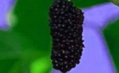 采桑果小學(xué)作文