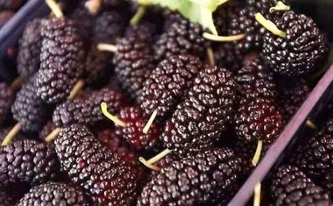 家鄉(xiāng)的桑葚作文(精選24篇)