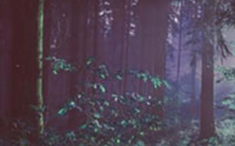 ɭ�ִ��ͯԒ����3ƪ