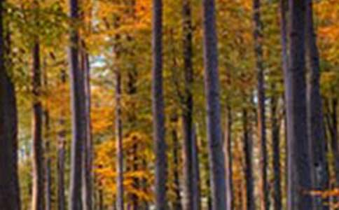 �P(gu��n)��ɭ�ֵ�ͯԒ����