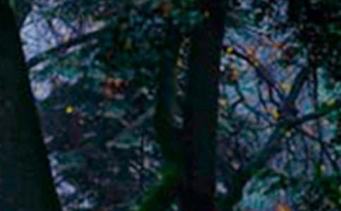 ɭ��ͯԒС�W(xu��)����5ƪ