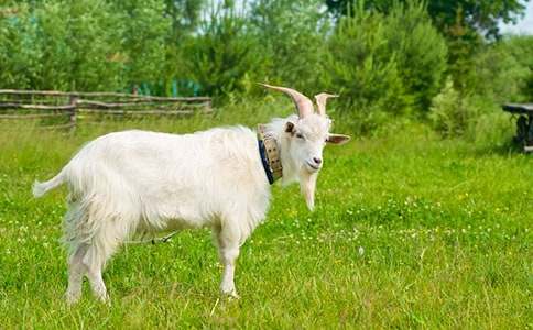 山羊作文400字三篇