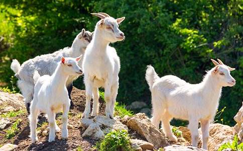 ɽ���������7ƪ