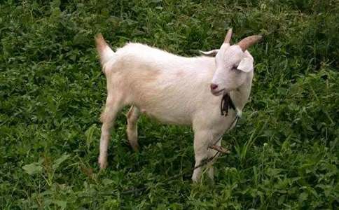 ��ɽ��Ո�Ϳ��D��Ԓ����