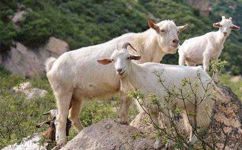 ɽ���c������(3ƪ)