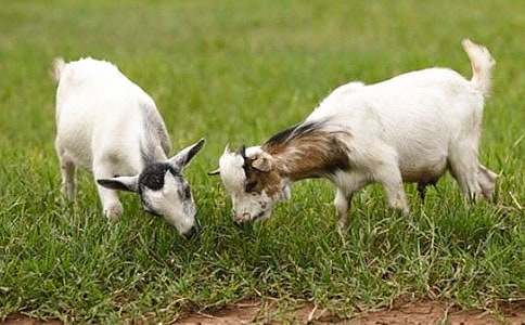 ɽ���������