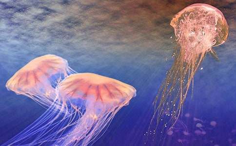 觀察水母作文4篇