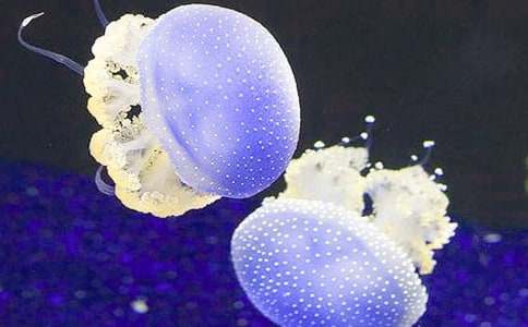 �^(gu��n)��ˮĸ������(4ƪ)