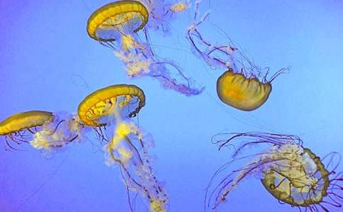 觀察水母的作文(精選4篇)