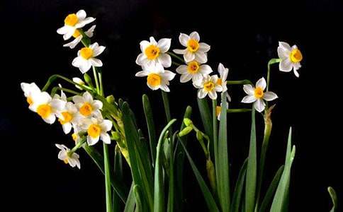 關于水仙的作文400字