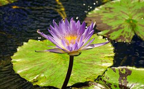 家鄉(xiāng)的睡蓮瀑布-寫景作文大全