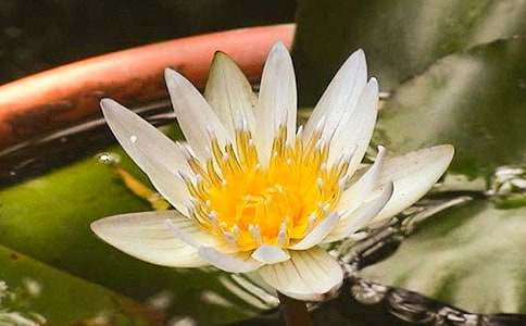 睡蓮作文600字9篇