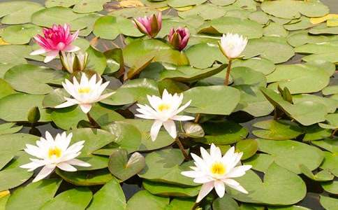 ���c˯ɏ�Ђ��s������